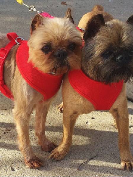 National Brussels Griffon Rescue, Inc.