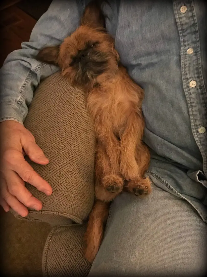 National Brussels Griffon Rescue, Inc.