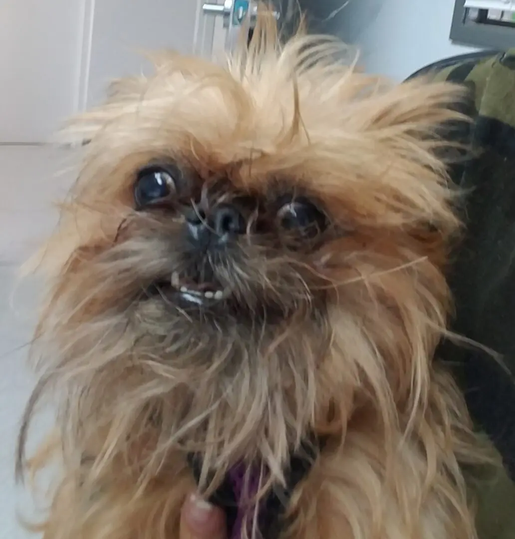 National Brussels Griffon Rescue, Inc.
