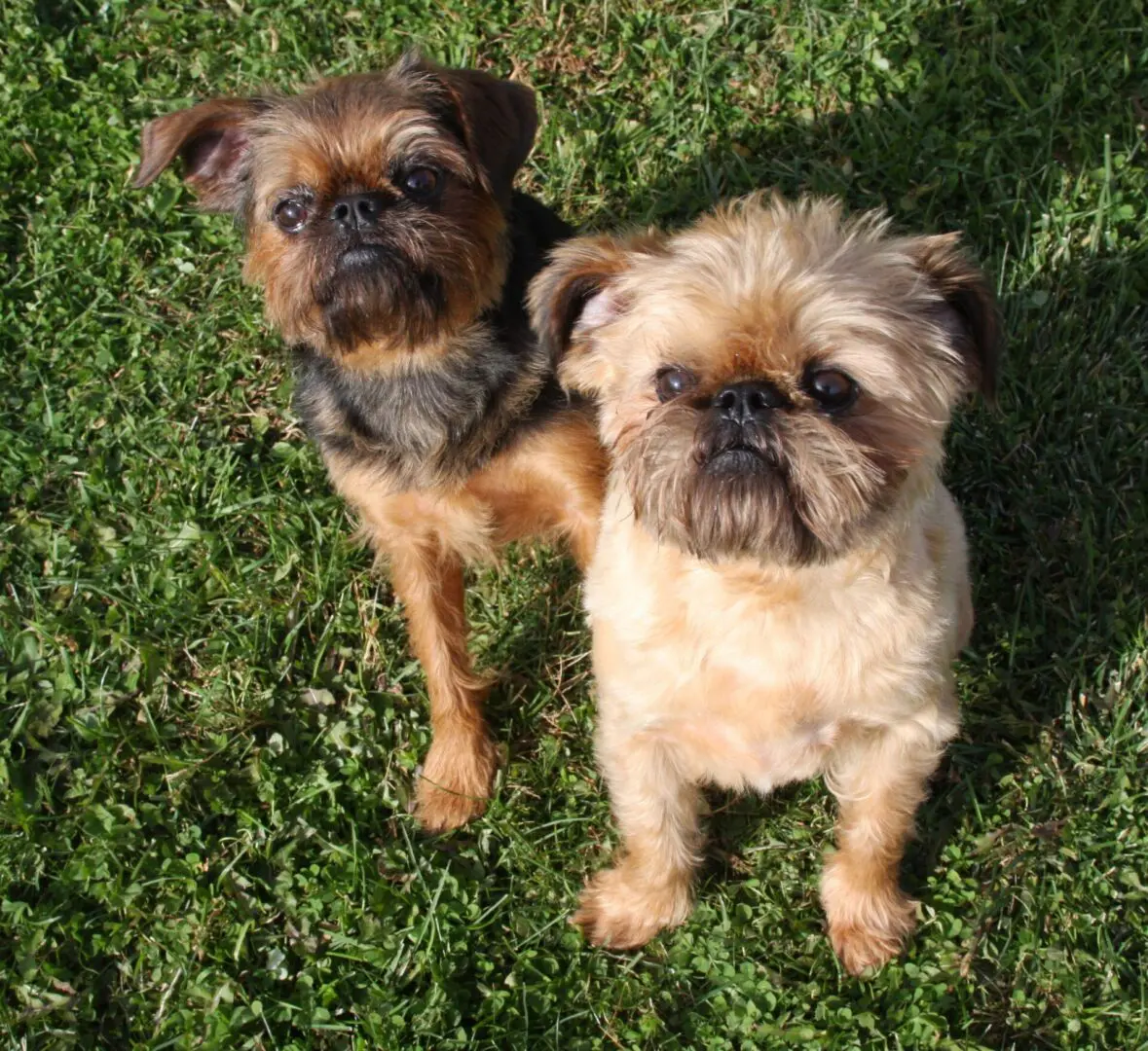 Two brown Brussels Griffon sitting down on the grass