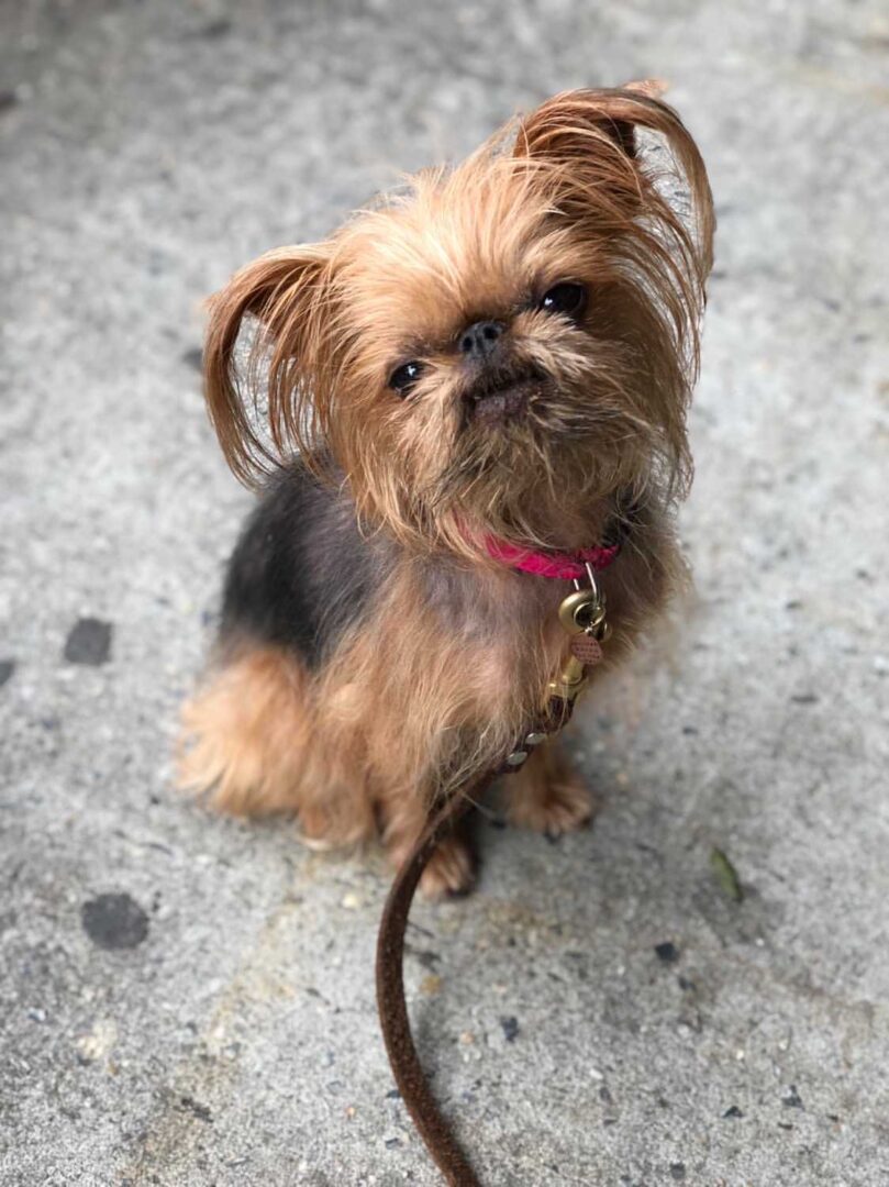 A Brussels Griffon looking up while leashed