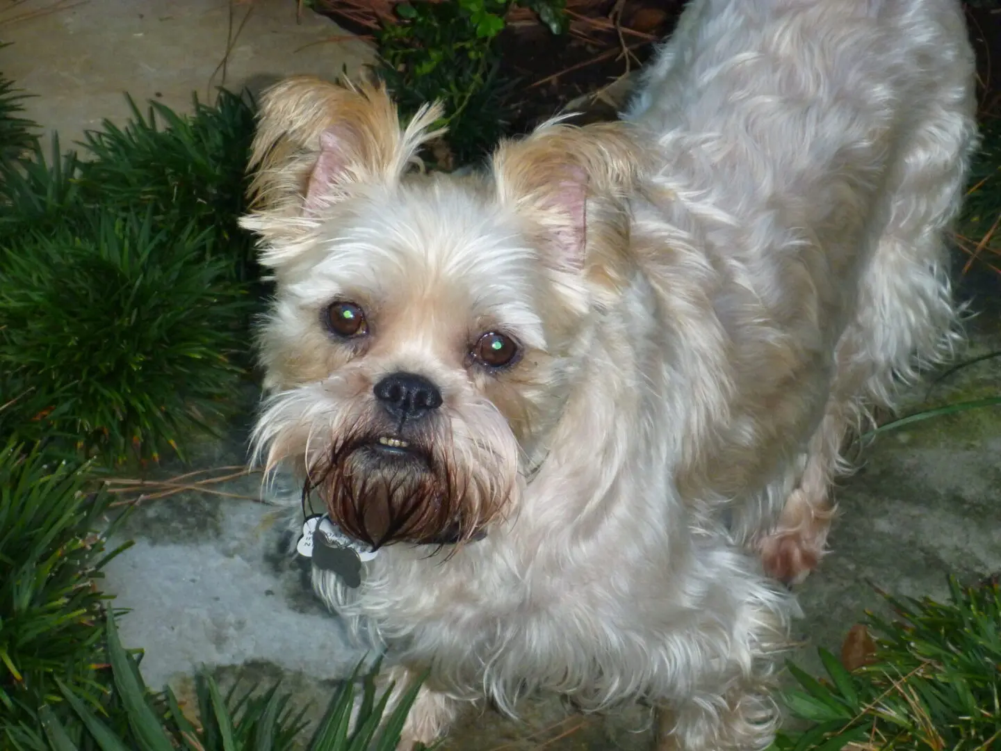 A white Brussels Griffon