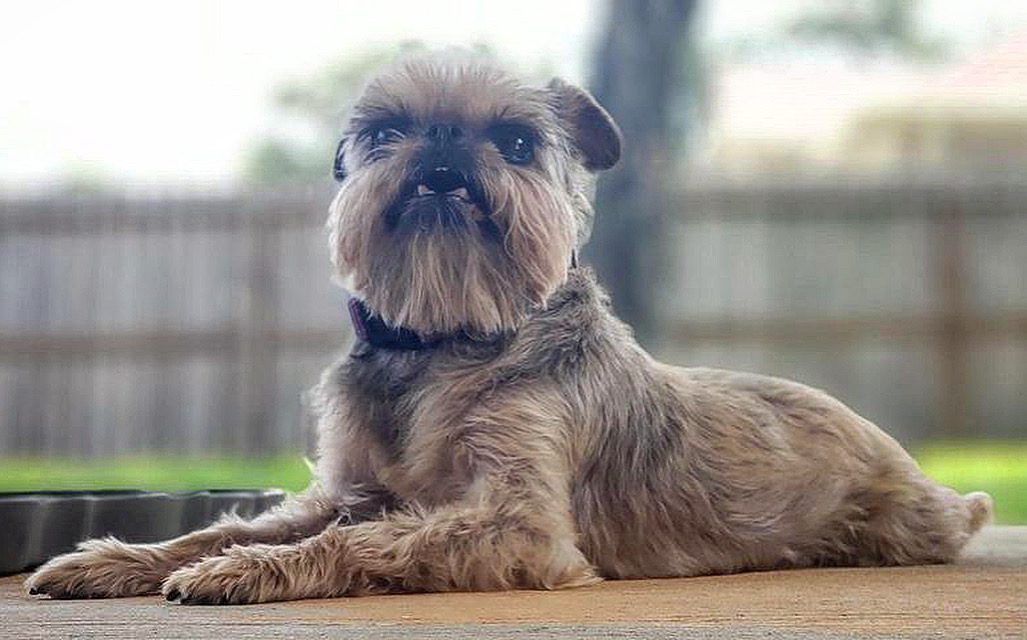 A brown Brussels Griffon laying on a patio