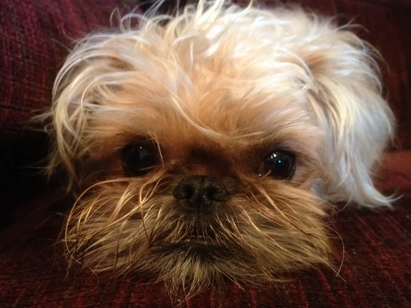 A white and brown Brussels Griffon with messy fur