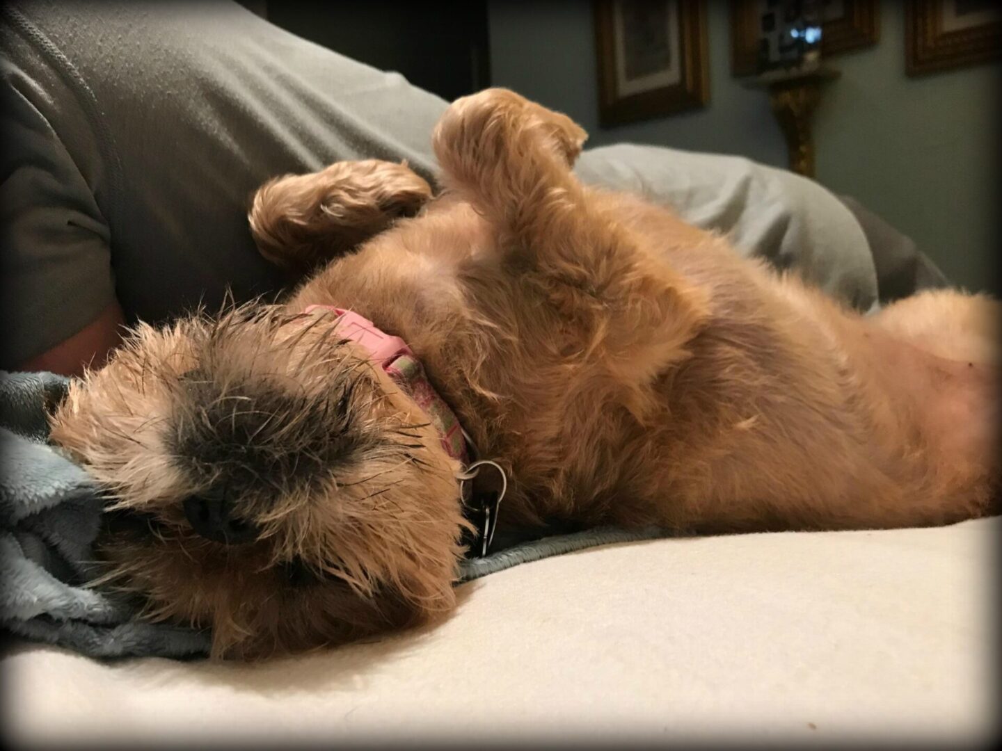 A brown Brussels Griffon laying down on its back