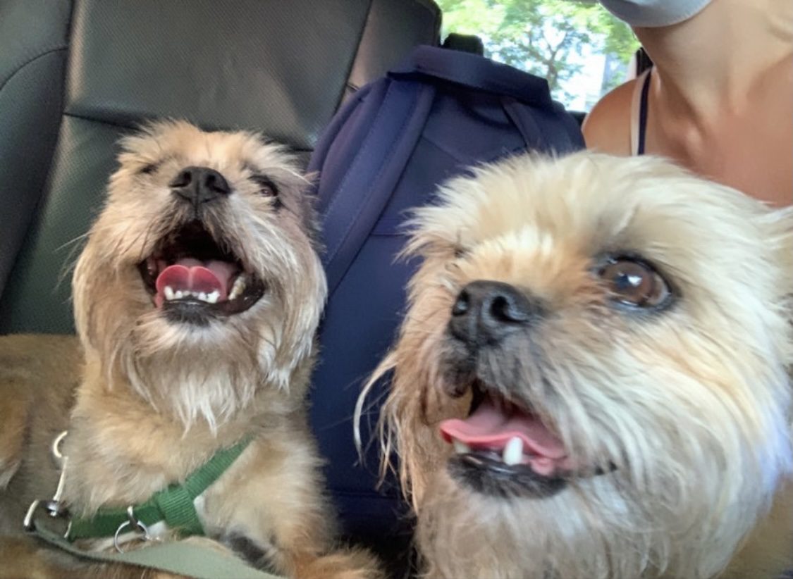 Two Brussels Griffons in a car