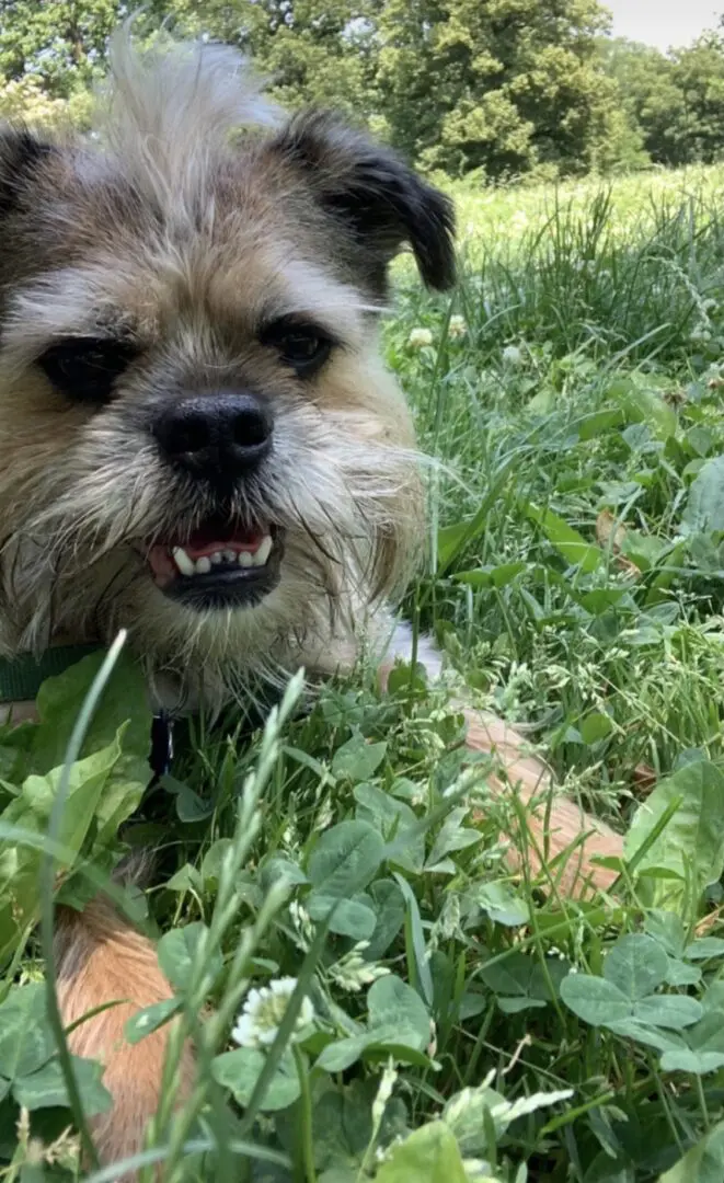A Brussels Griffon laying on the grass