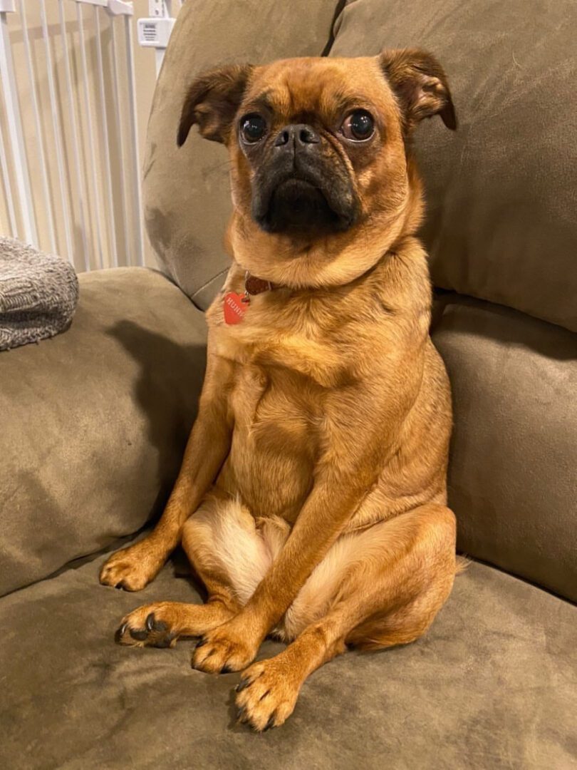 A brown Brussels Griffon sitting on a brown couch