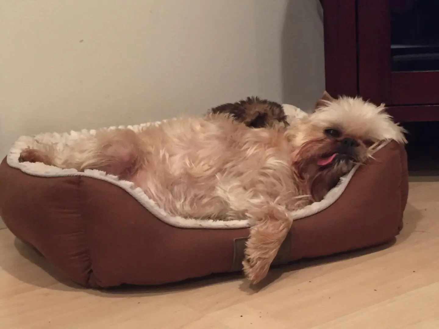 A Brussels Griffon sleeping on a dog bed with its tongue out