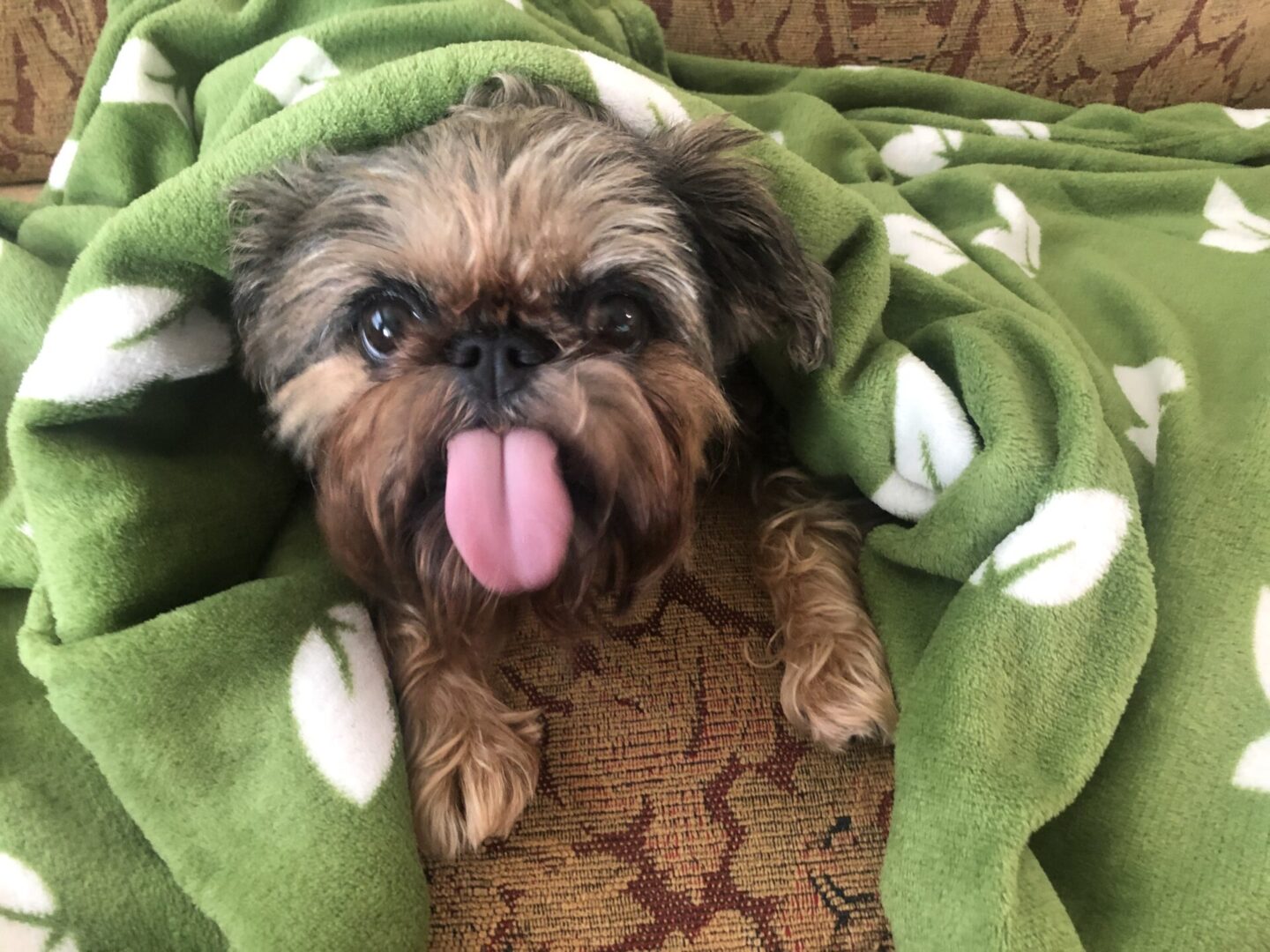 A brown Brussels Griffon with its tongue out under a green blanket