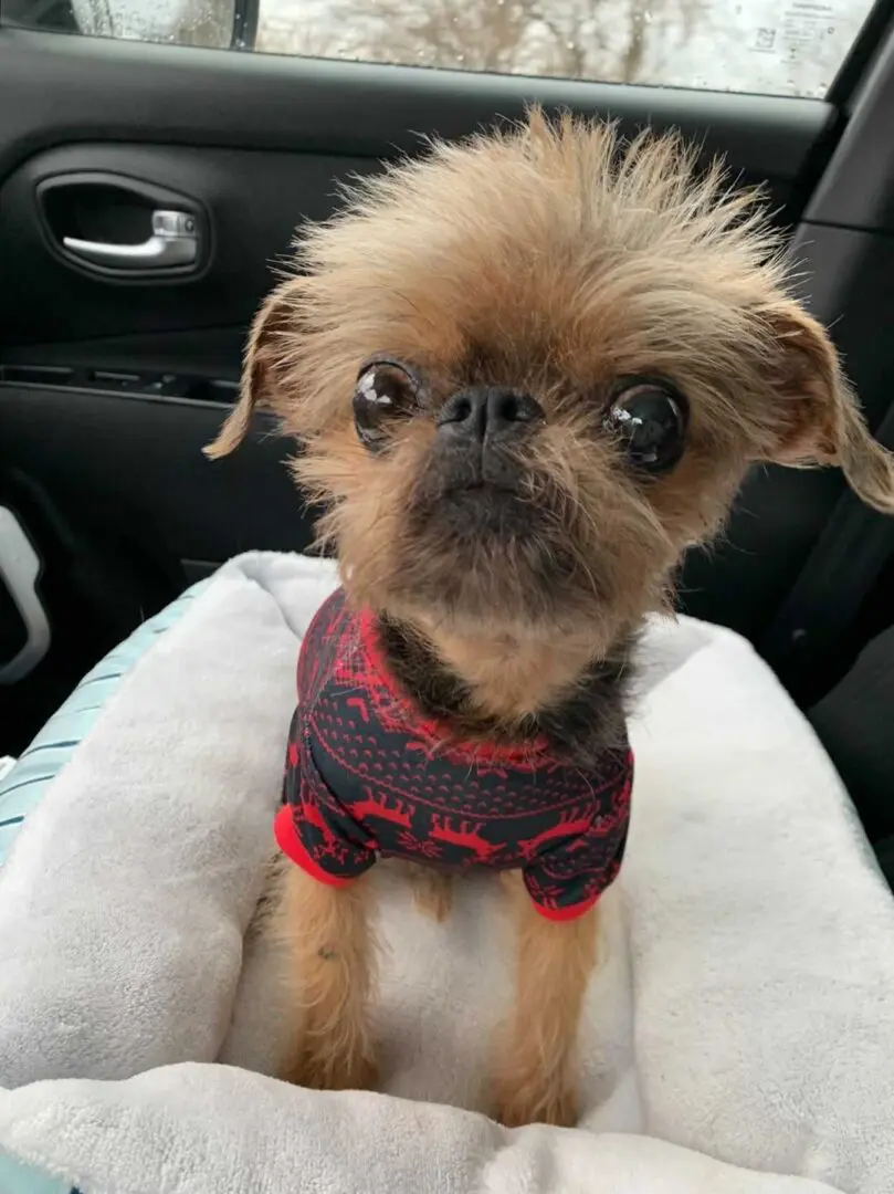 A Brussels Griffon wearing a holiday jacket sitting on a car seat