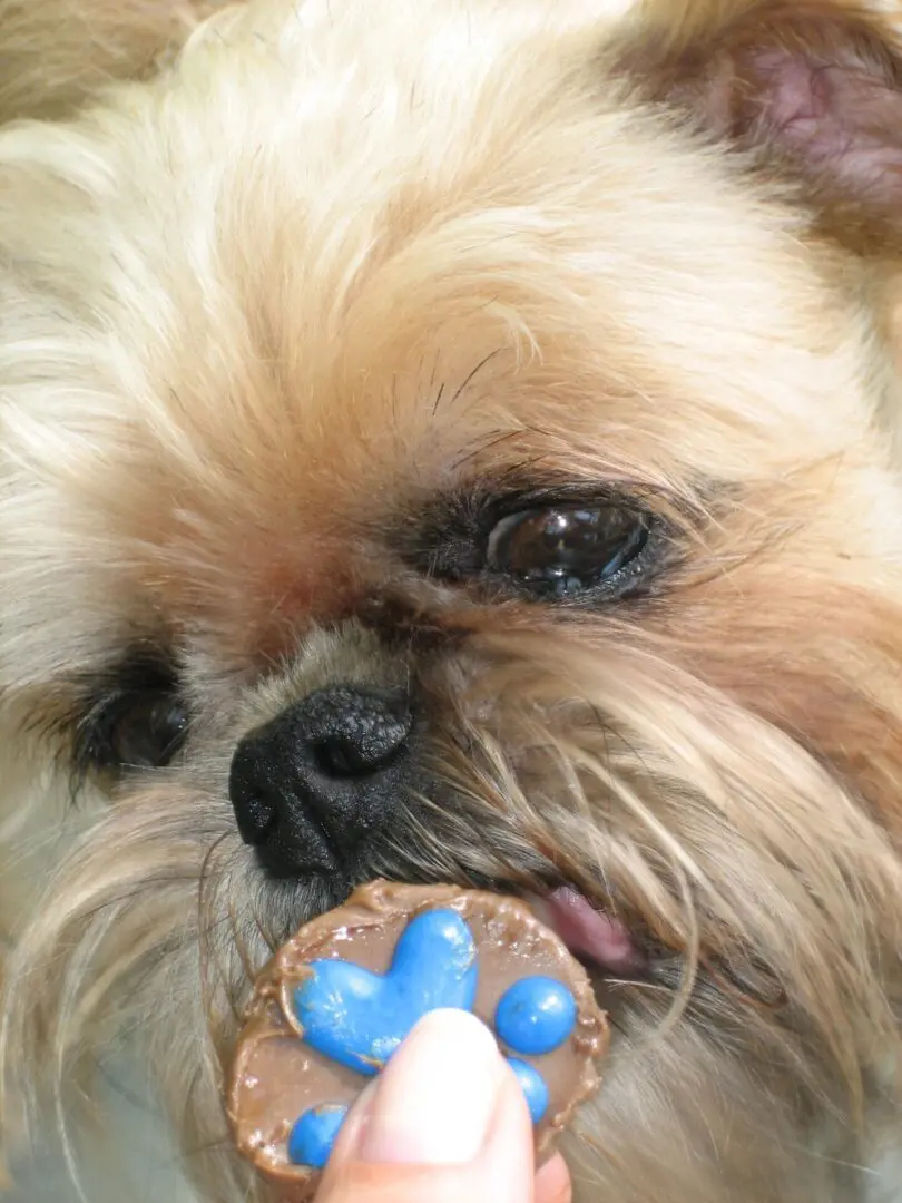 A Brussels Griffon eating a treat
