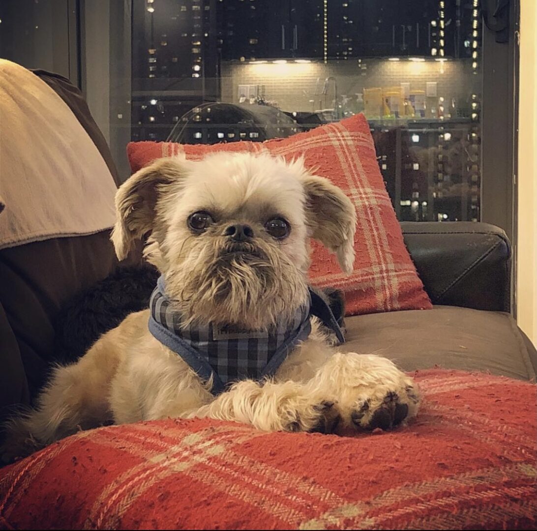 A Brussels Griffon wearing a blue bandana while sitting on a couch