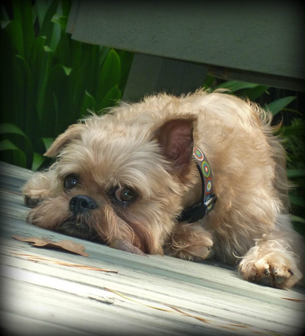 A Brussels Griffon laying down on a patio