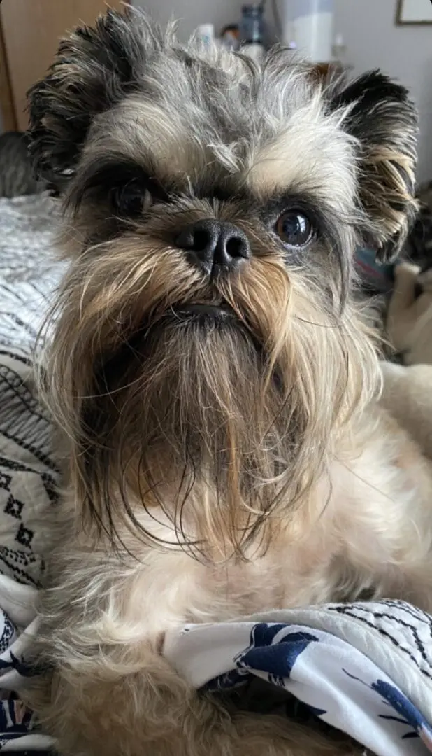 A brown Brussels Griffon with long fur