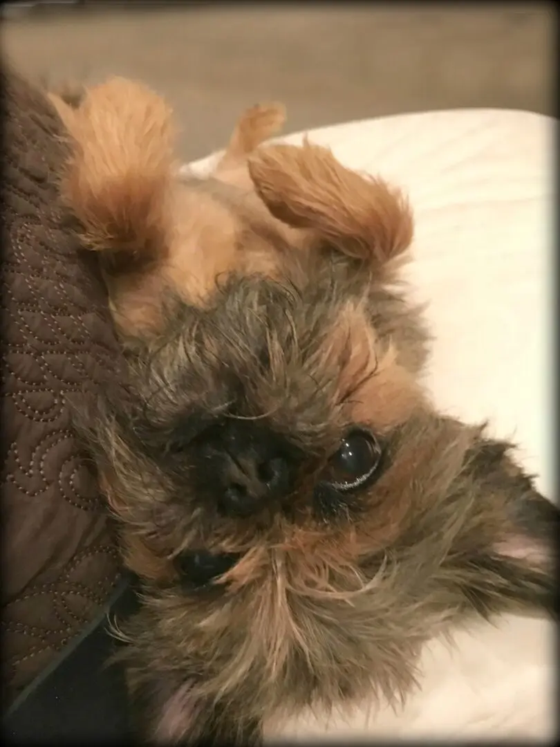 A Brussels Griffon laying on its back while looking up