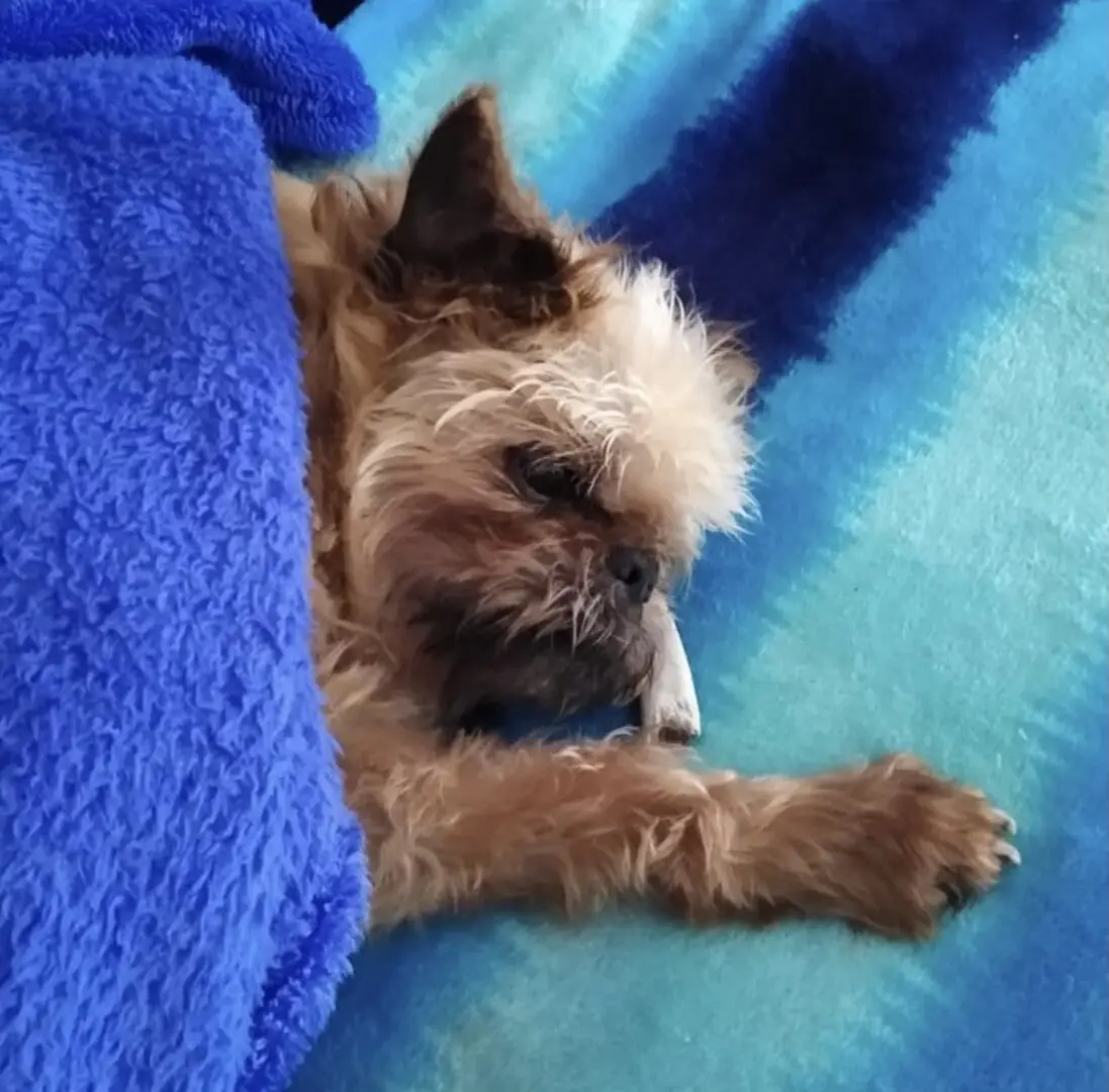 A brown Brussels Griffon covered by a blue blanket