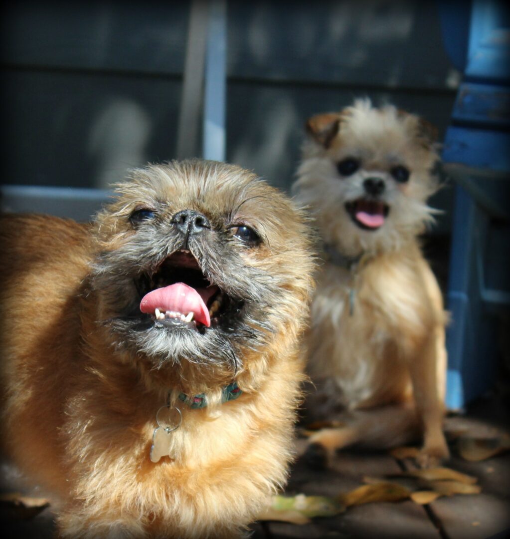 Two Brussels Griffons in a patio