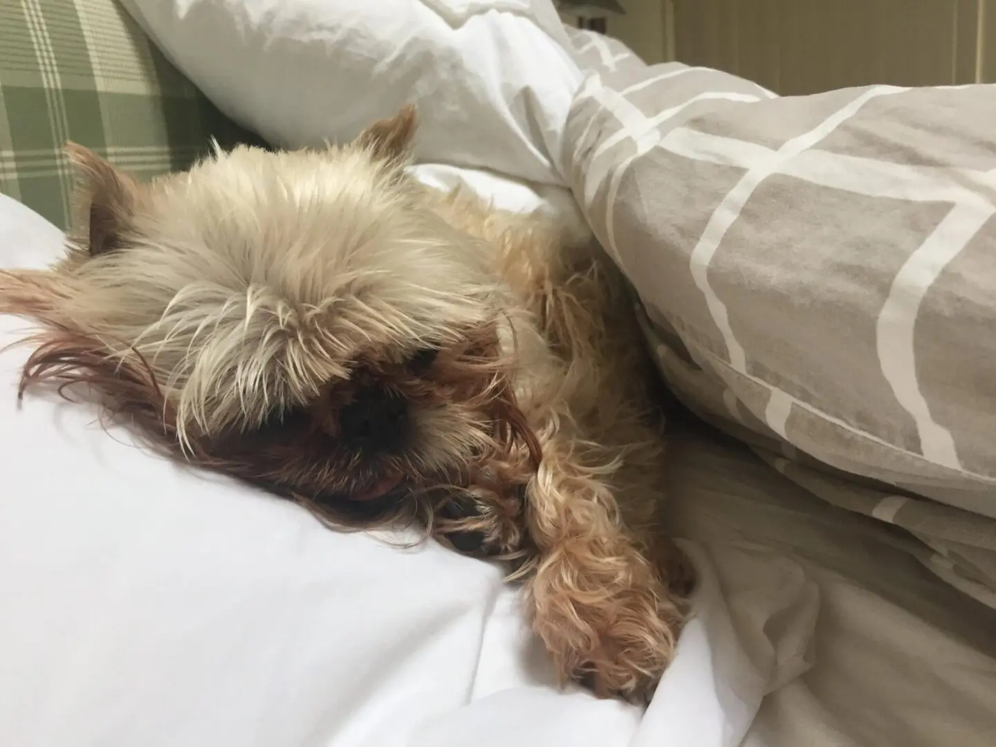 A Brussels Griffon sleeping while covered by a comforter