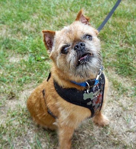 Small dog sitting on grass, wearing harness.