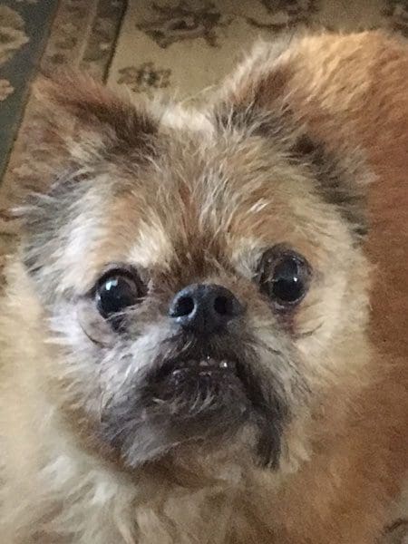 Close-up of a small, fluffy dog.