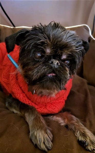 Dog in a red sweater on couch.