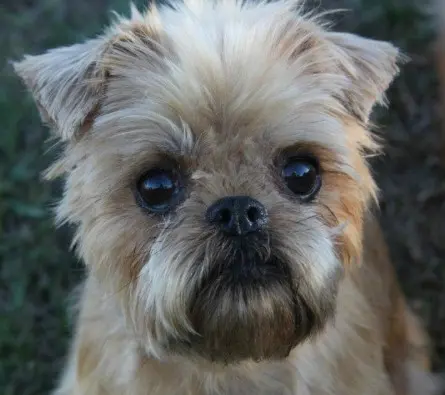 A Brussels Griffon in need