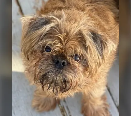 A brown Brussels Griffon with tangled fur