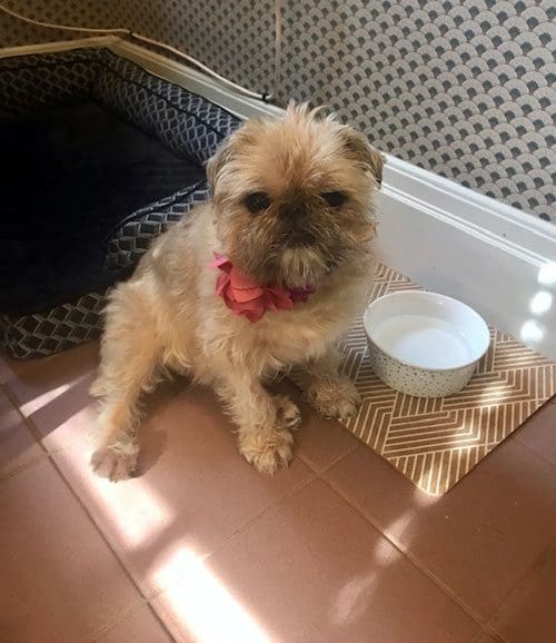 A dog sitting on the floor next to his bowl.