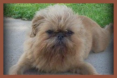 A small dog laying on the ground outside.