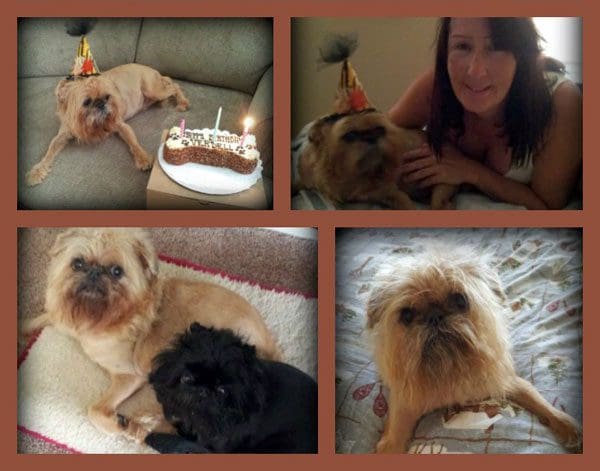 A collage of four different dogs with birthday hats on.