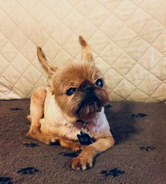 A small dog sitting on the floor in front of a wall.