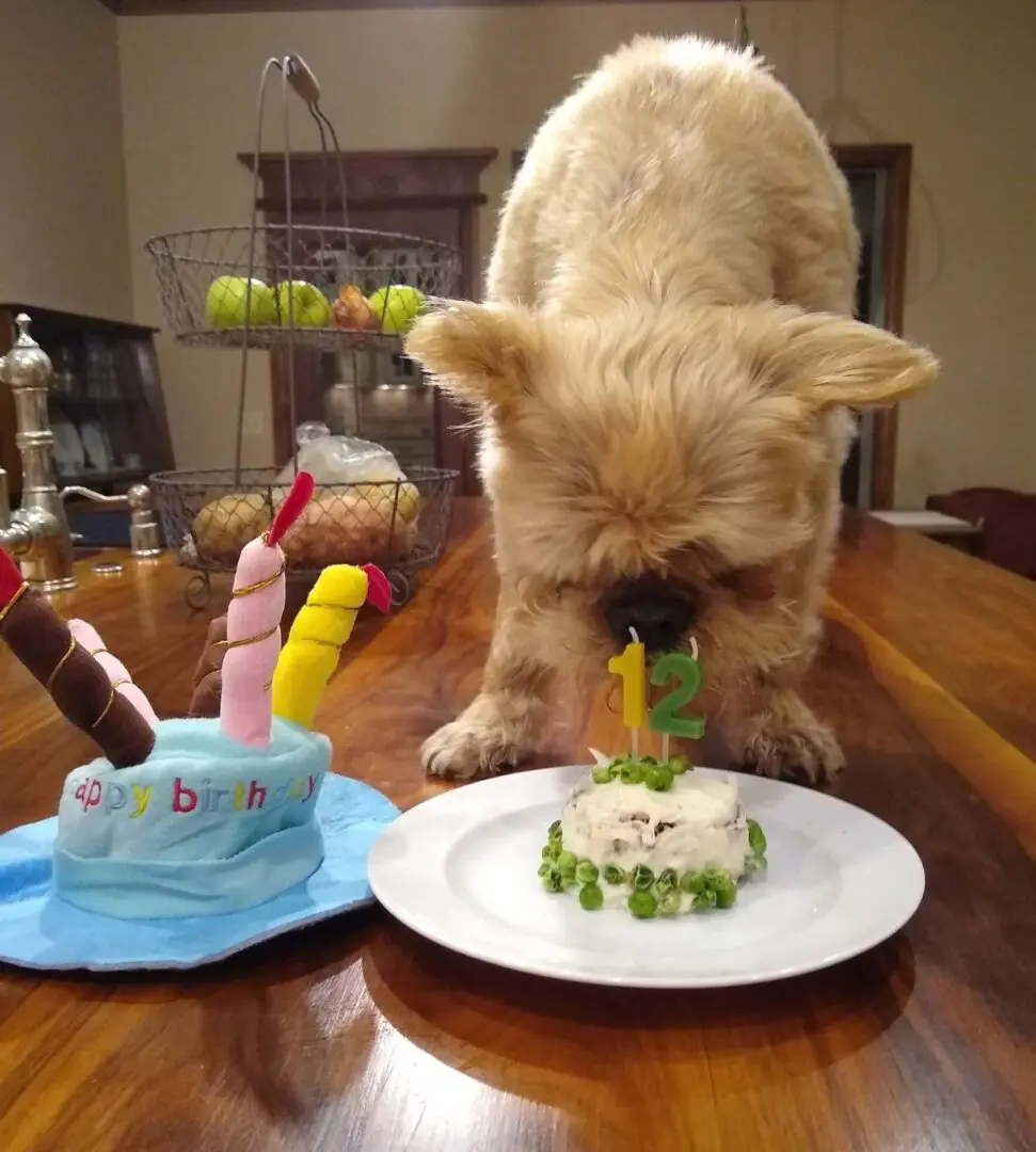 A Brussels Griffon sniffing a birthday cake for dogs