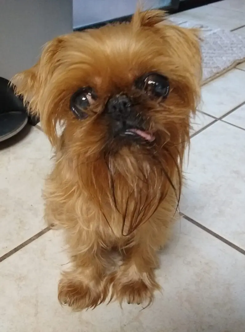 A small Brussels Griffon