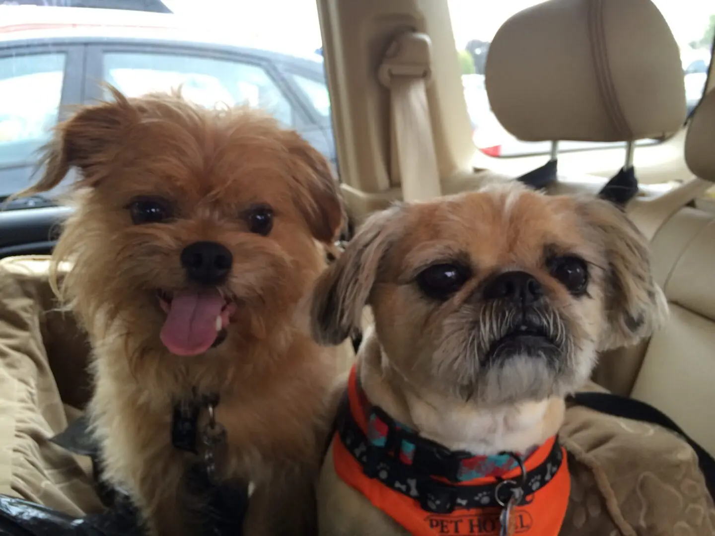 Two brown Brussels Griffon inside a car