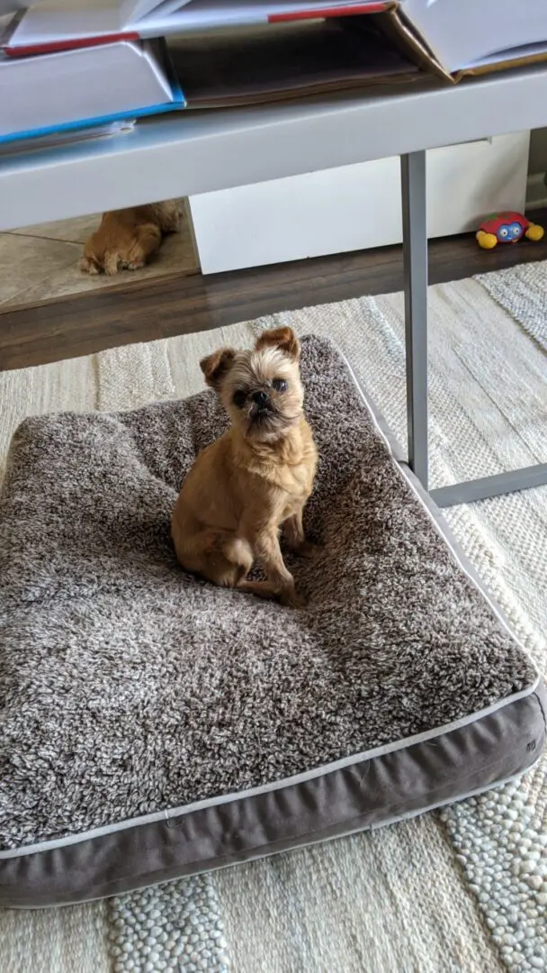 A Brussels Griffon sitting on top of a cushion