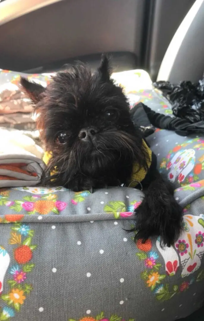 A black Brussels Griffon on dog bed