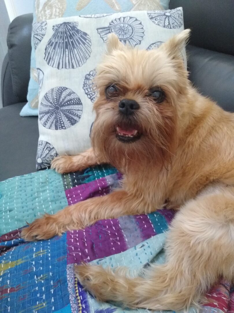 A Brussels Griffon sitting on a blue and purple blanket