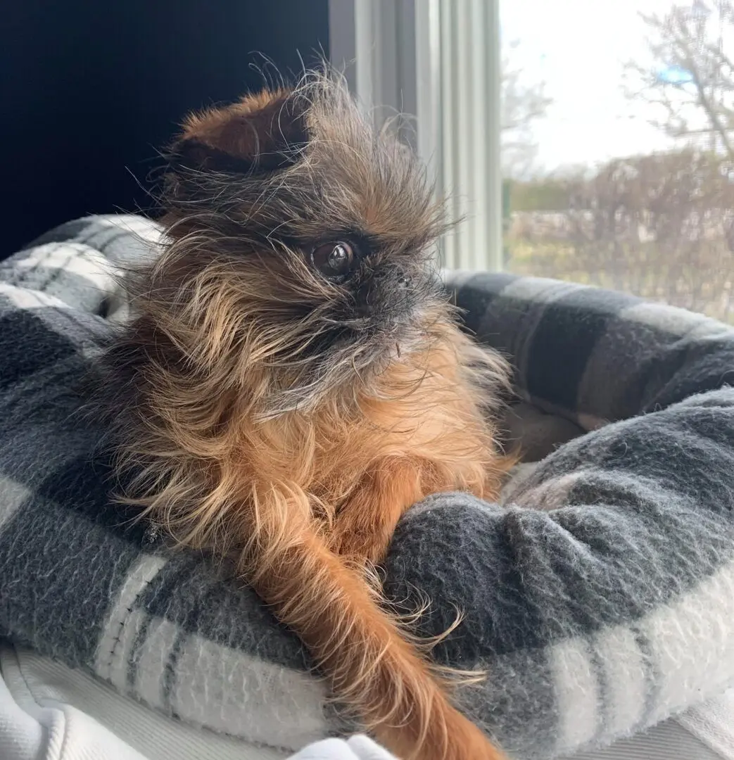 A Brussels Griffon with long fur sitting on a dog bed