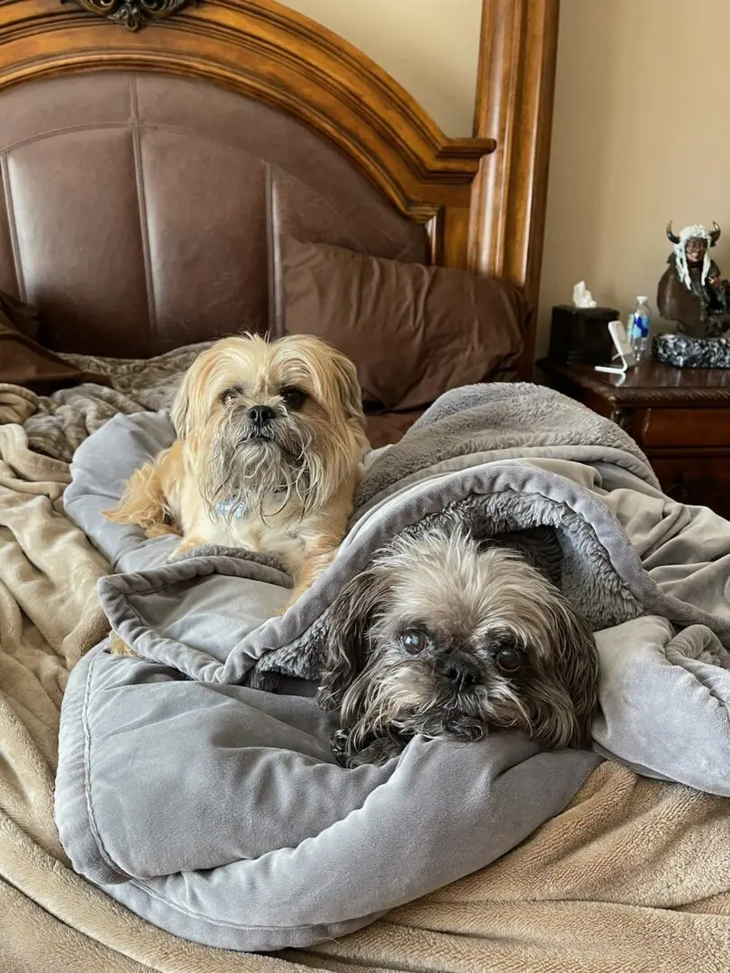 Two dogs in bed snuggling in a blanket