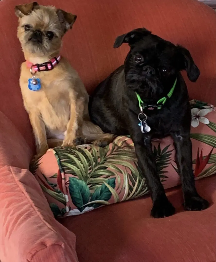 Brown and black Brussels Griffons sitting on a red couch