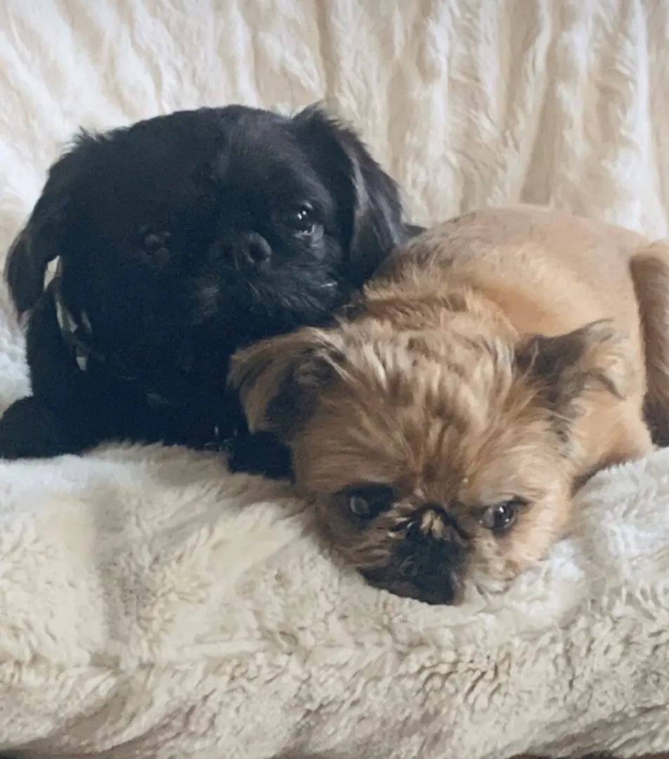 Black and brown Brussels Griffons sitting on a blanket