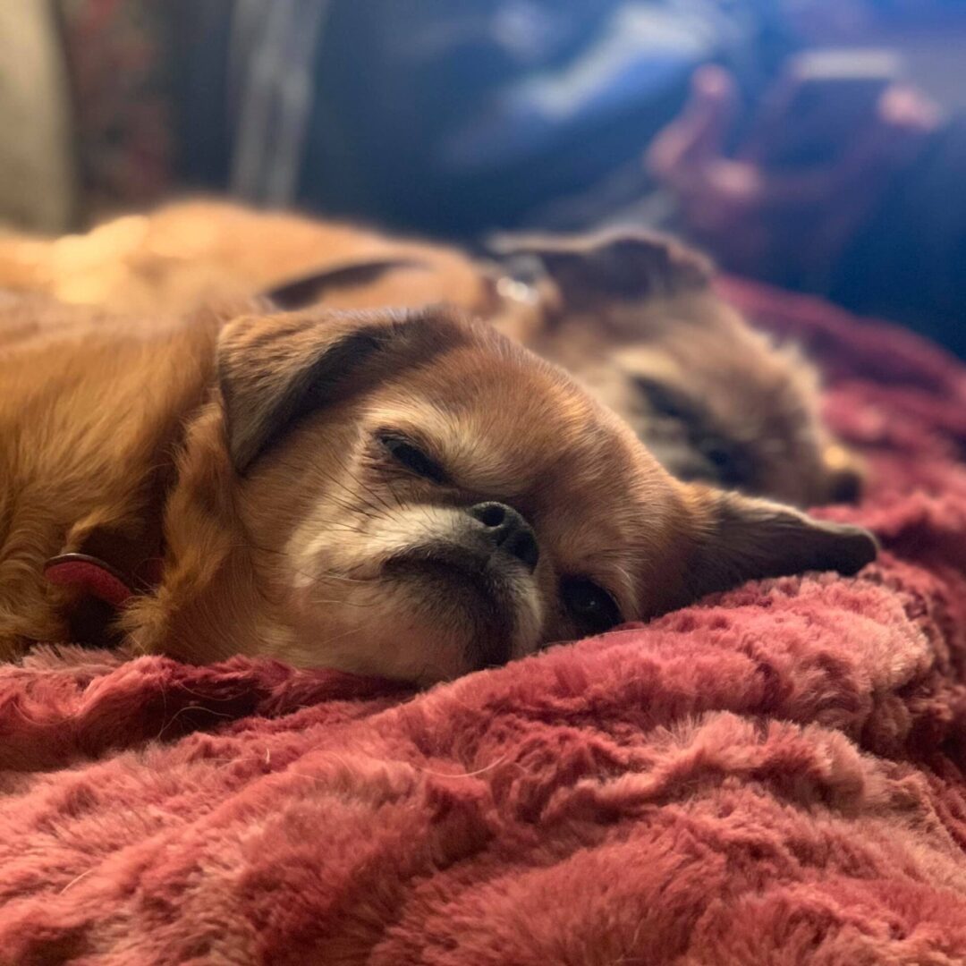 Two Brussels Griffon sleeping on top of a red blanket