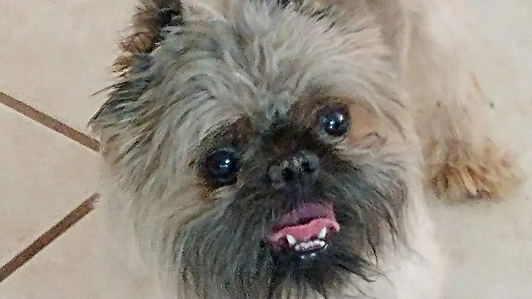 A Brussels Griffon with frizzy fur