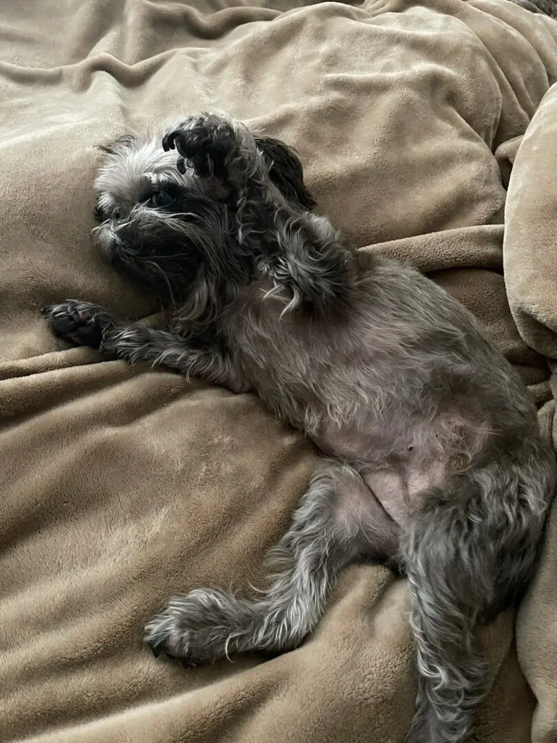 A Brussels Griffon laying on its back on top of brown blankets