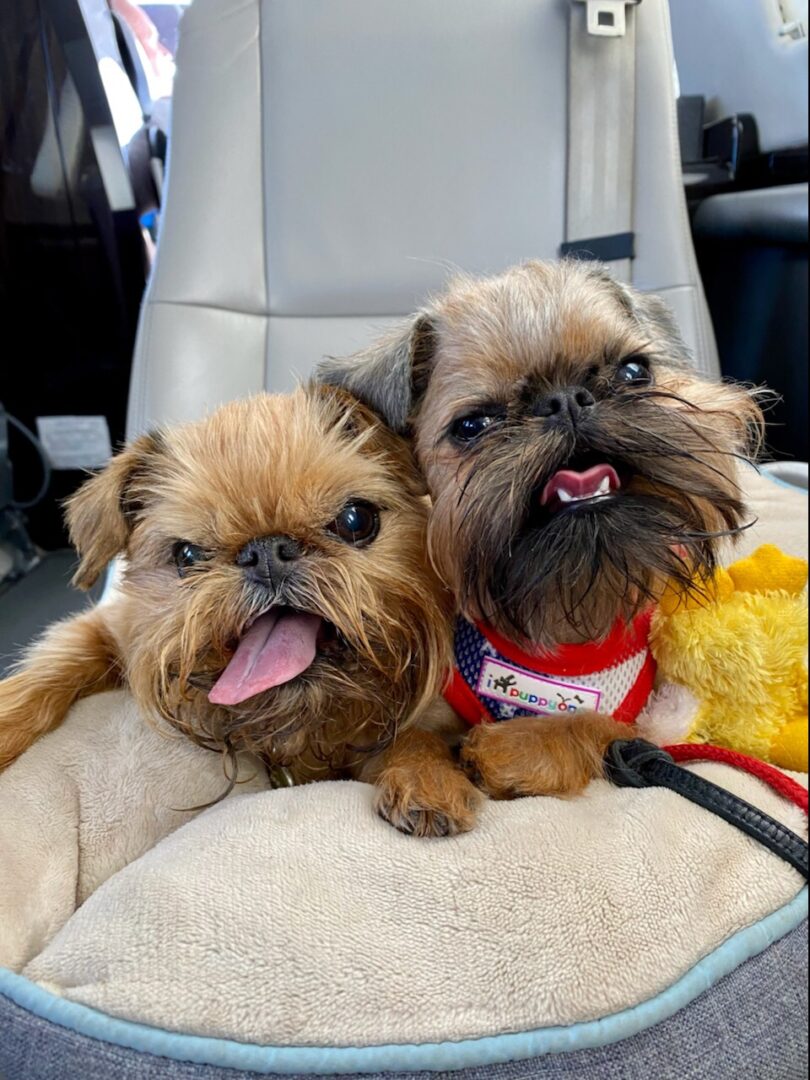Two Brussels Griffon on a car seat
