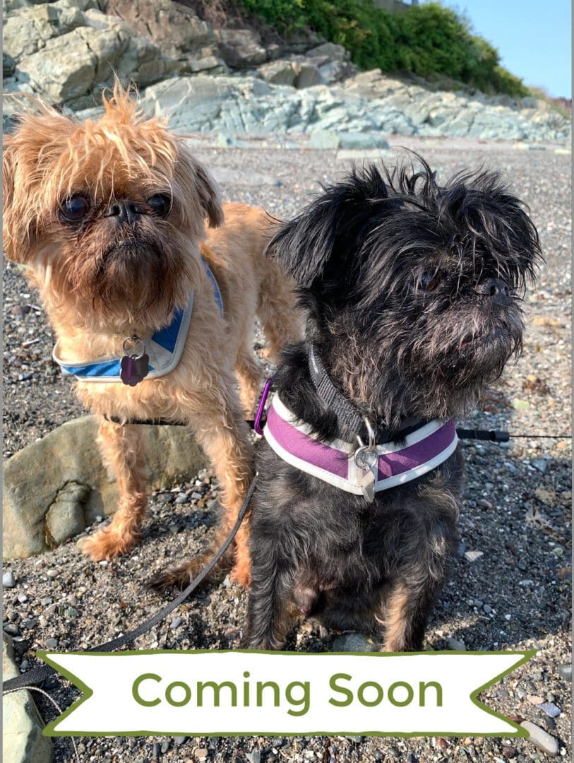 Two dogs are standing next to each other.