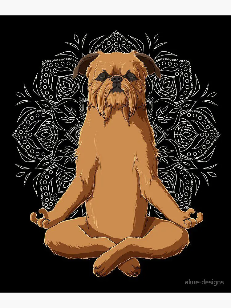 A dog sitting in the middle of a yoga pose.