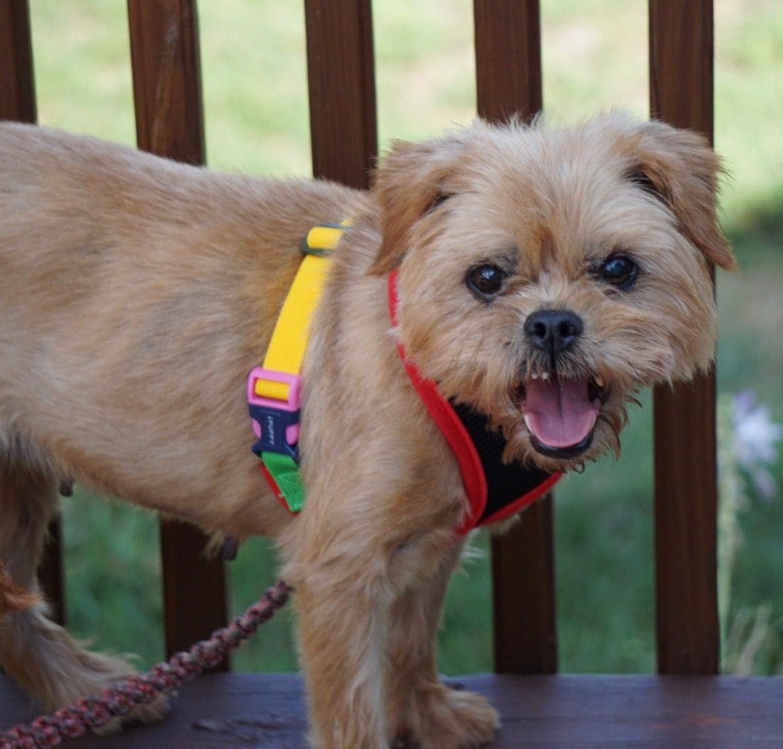 A small dog standing on top of a wooden deck.