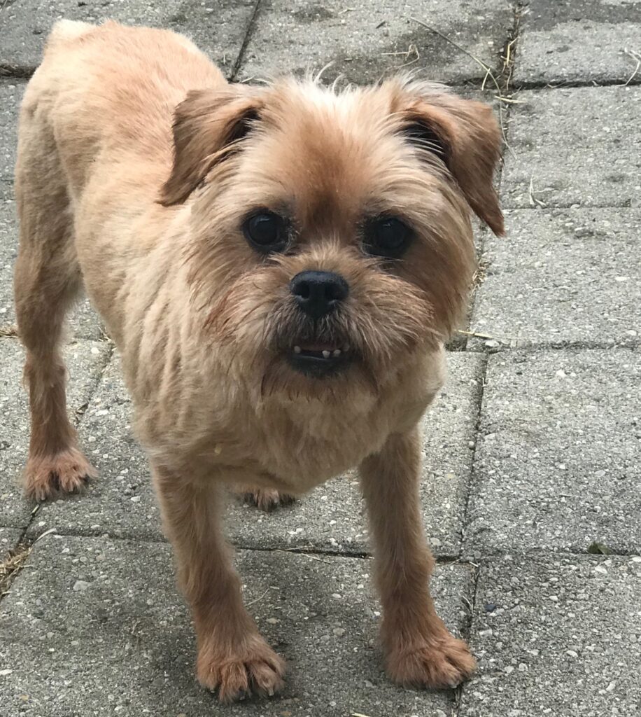 A light brown Brussels Griffon named Adele